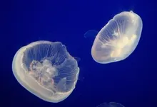 jellyfish 2400x1800 wallpaper Art HD Wallpaper